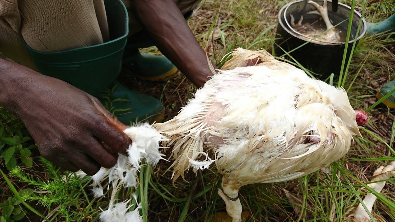 鶏の捌き方講座 わかものーと