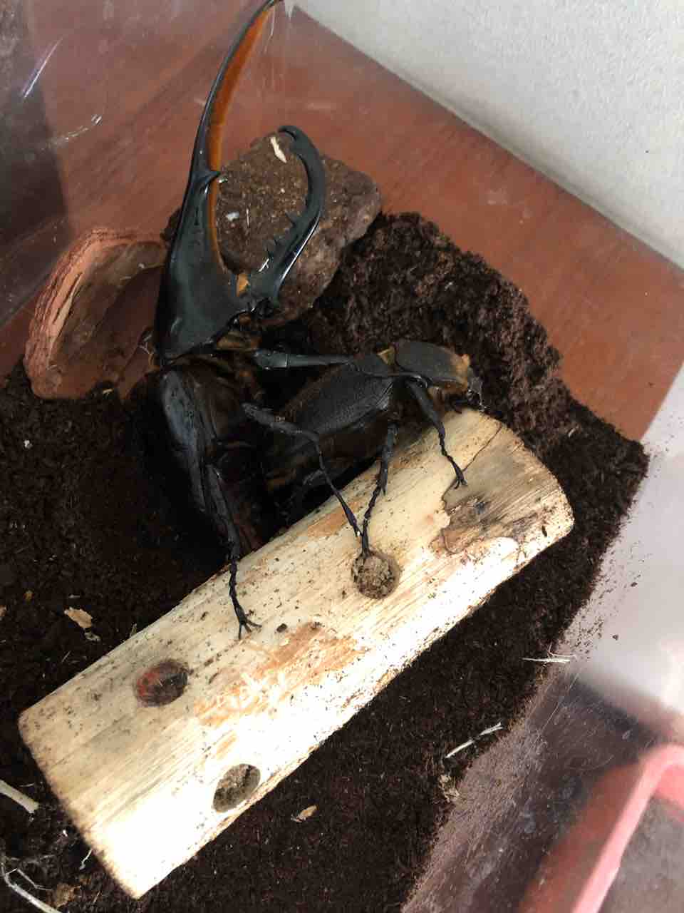 ヘラクレスの産卵セット組んでいきます じゅんじゅんのカブクワ日記