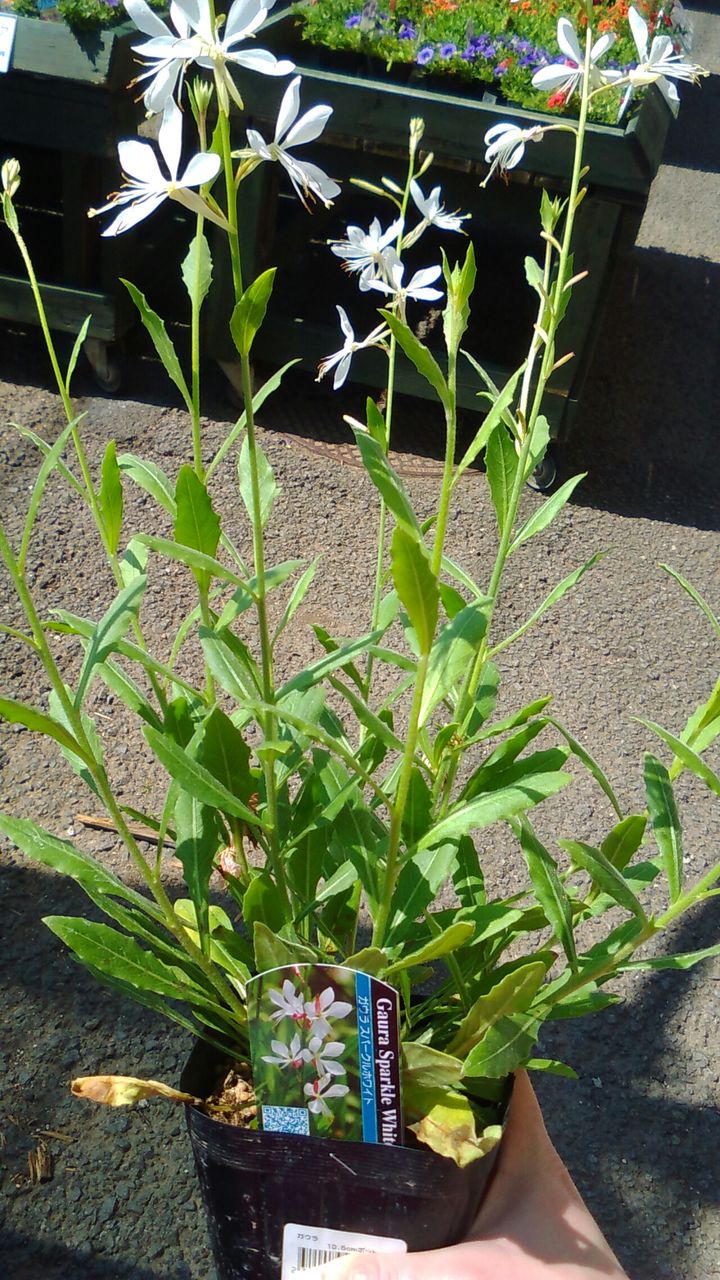 ガウラ スパークルホワイト 綿半ホームエイド市川大門店 ガーデンブログ