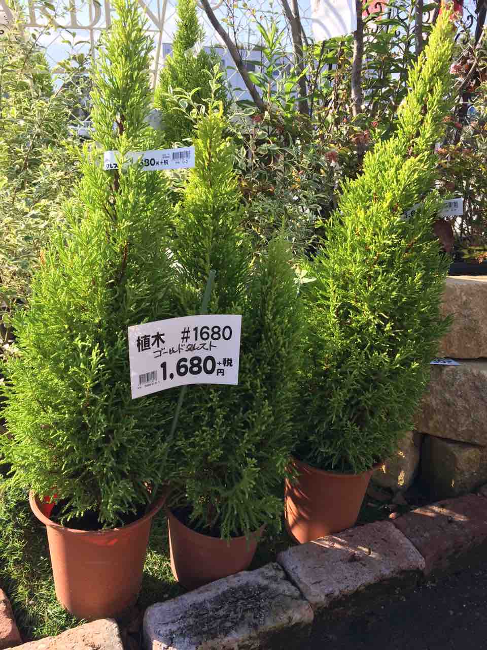 ゴールドクレスト 綿半ホームエイド市川大門店 ガーデンブログ
