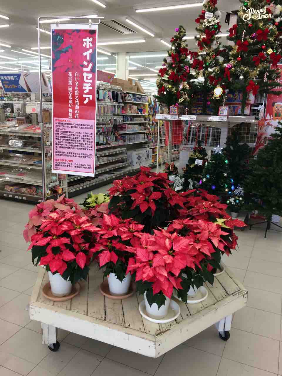 冬といえば 綿半ホームエイド市川大門店 ガーデンブログ