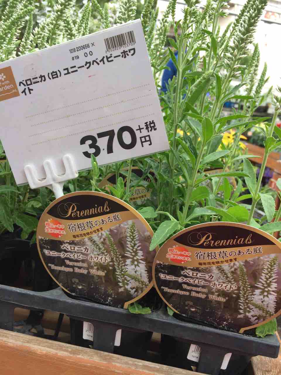おしゃれベロニカ 綿半ホームエイド国分寺店 ガーデンブログ おしゃれベロニカ 綿半ホームエイド国分寺店 ガーデンブログ