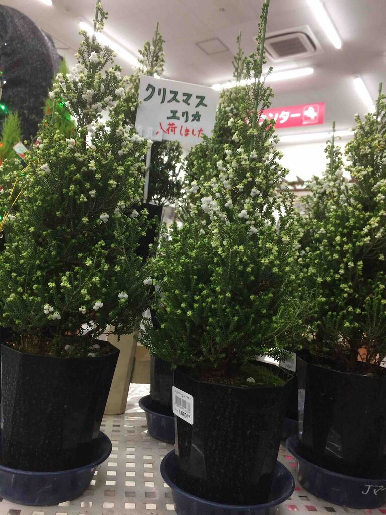 クリスマスエリカ入荷しました 綿半ホームエイド長坂店 ガーデンブログ