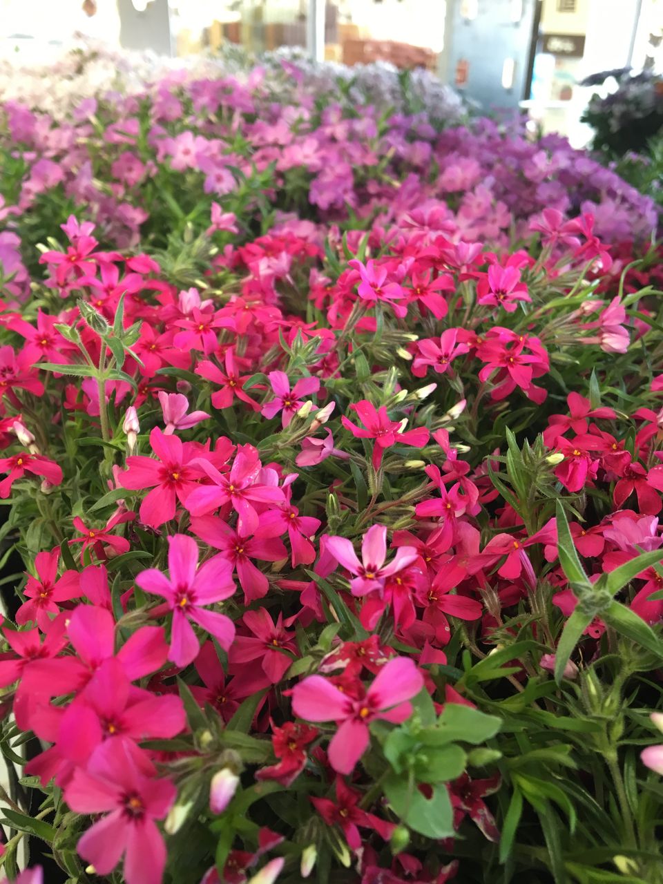 芝桜の丘 綿半ホームエイド坂戸店 ガーデンブログ