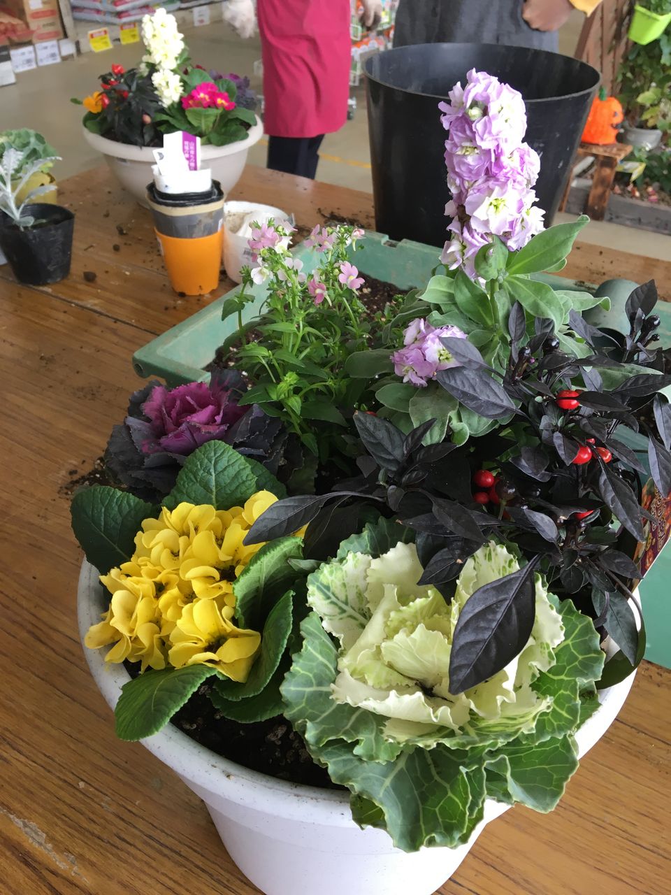 葉牡丹寄せ植え実演 綿半ホームエイド坂戸店 ガーデンブログ