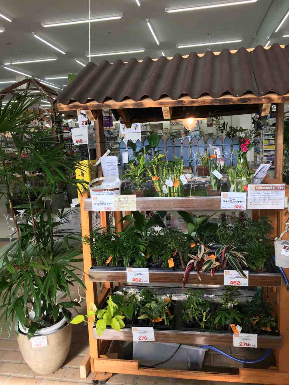 ハイドロカルチャーやってます ƪ ʃ 綿半ホームエイド諏訪インター店 ガーデンブログ