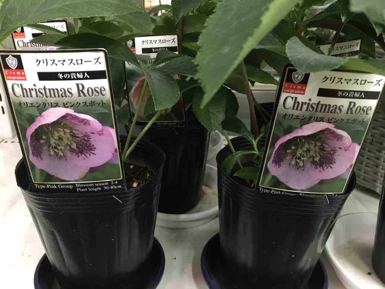 クリスマスローズがお買い得です 綿半ホームエイド都留店 ガーデンブログ