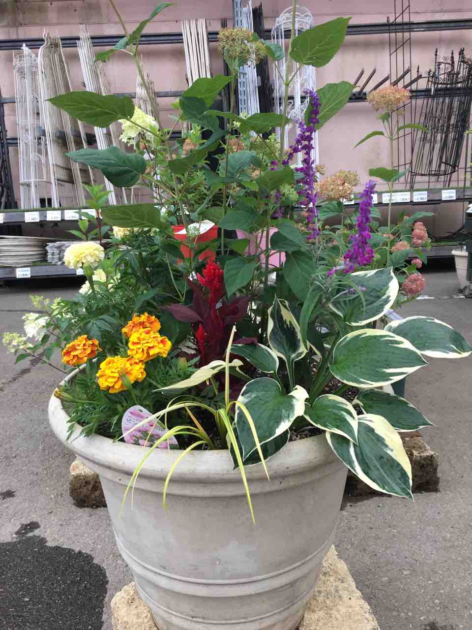 アナベル寄せ植え 綿半ホームエイド都留店 ガーデンブログ アナベル寄せ植え 綿半ホームエイド都留店 ガーデンブログ
