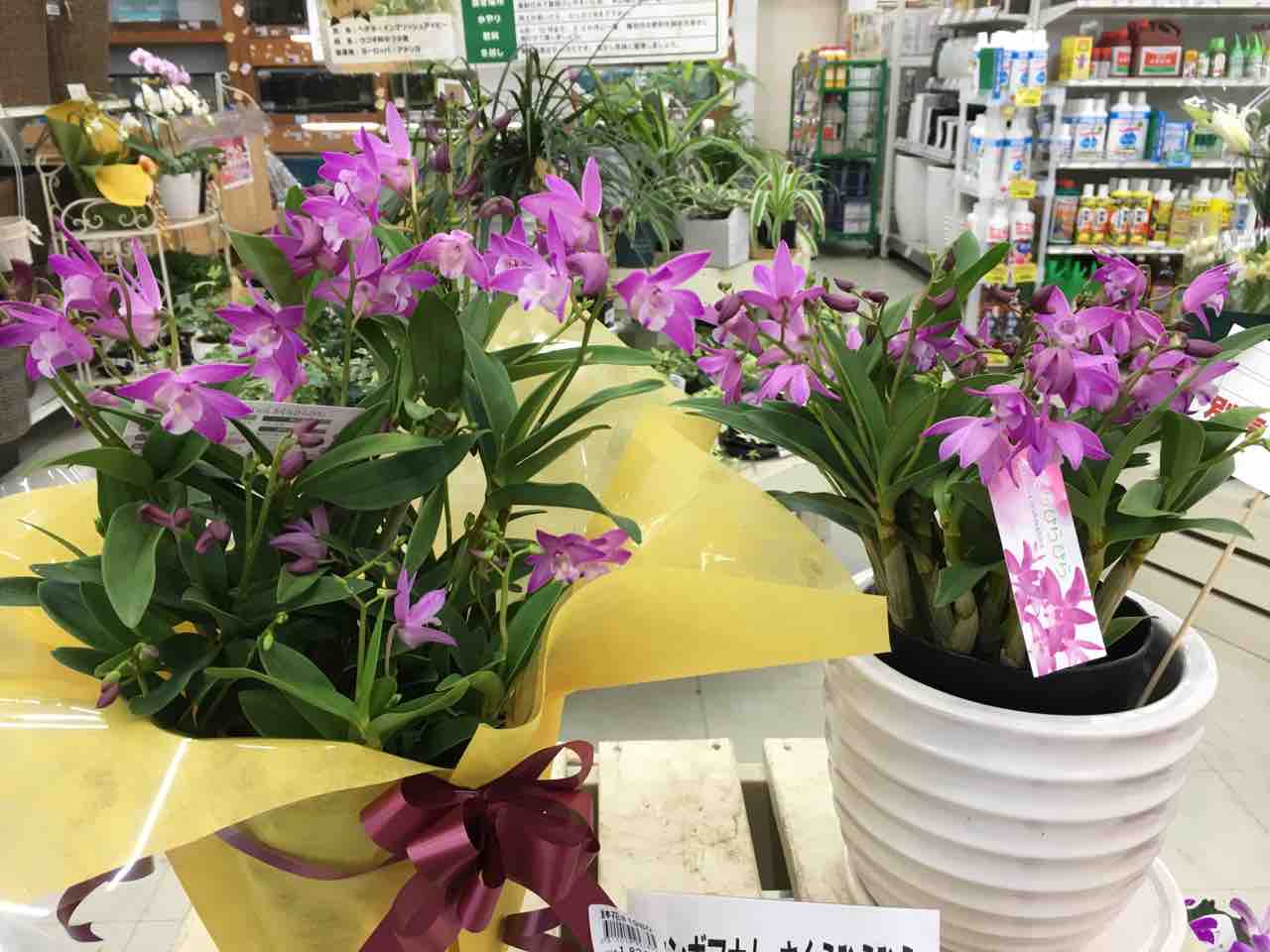 さくらひらひら 綿半ホームエイド都留店 ガーデンブログ