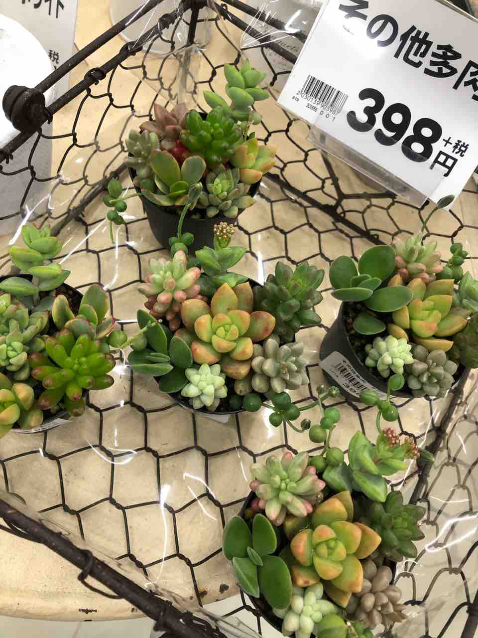 多肉植物入荷でーす 綿半ホームエイド都留店 ガーデンブログ