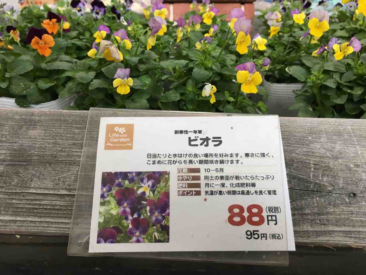 カラフルで可愛いビオラ 入荷です 綿半ホームエイド都留店 ガーデンブログ