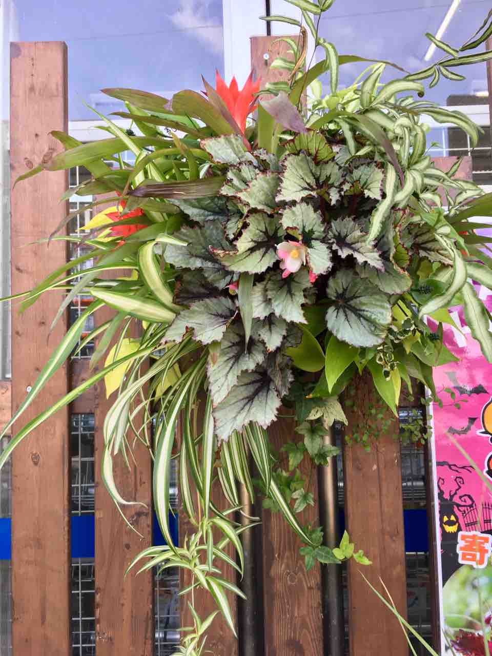 観葉植物のハンギングバスケット 綿半ホームエイド都留店 ガーデンブログ 観葉植物のハンギングバスケット 綿半ホームエイド都留店 ガーデンブログ