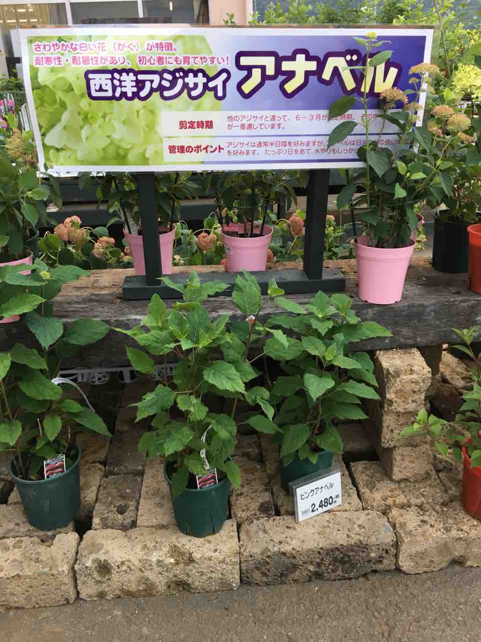 西洋アジサイアナベル 綿半ホームエイド都留店 ガーデンブログ