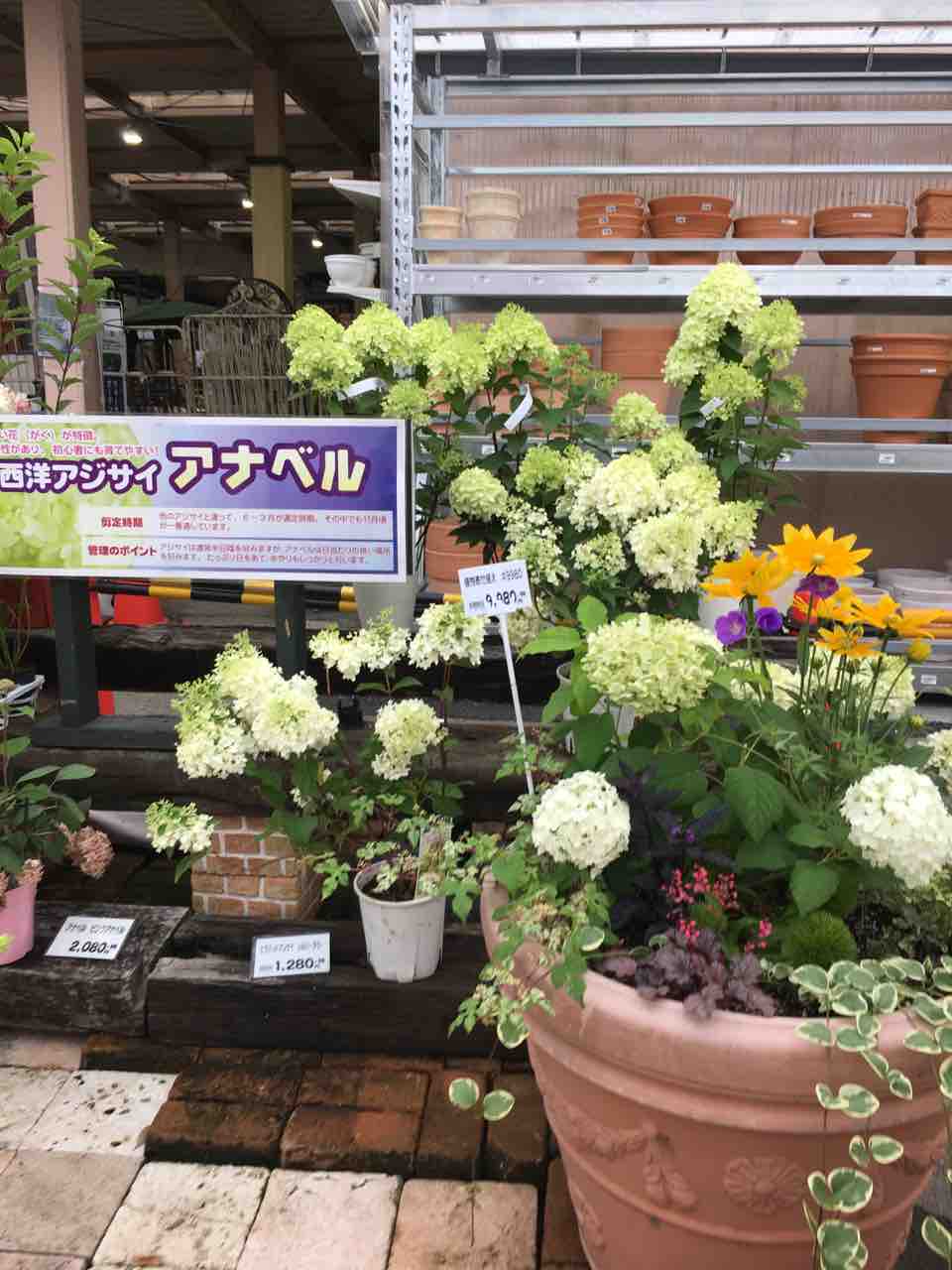 ピラミッドアジサイ 綿半ホームエイド都留店 ガーデンブログ ピラミッドアジサイ 綿半ホームエイド都留店 ガーデンブログ