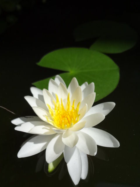 イメージ 2