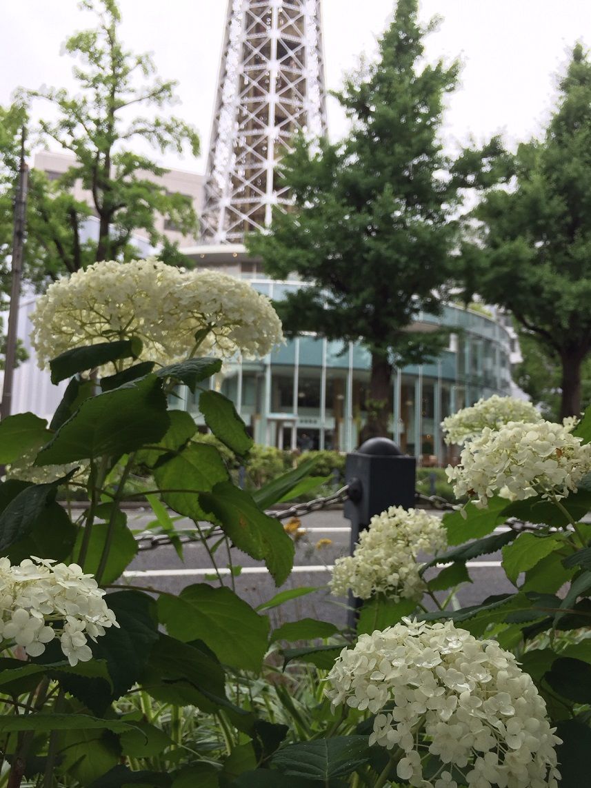 イメージ 31