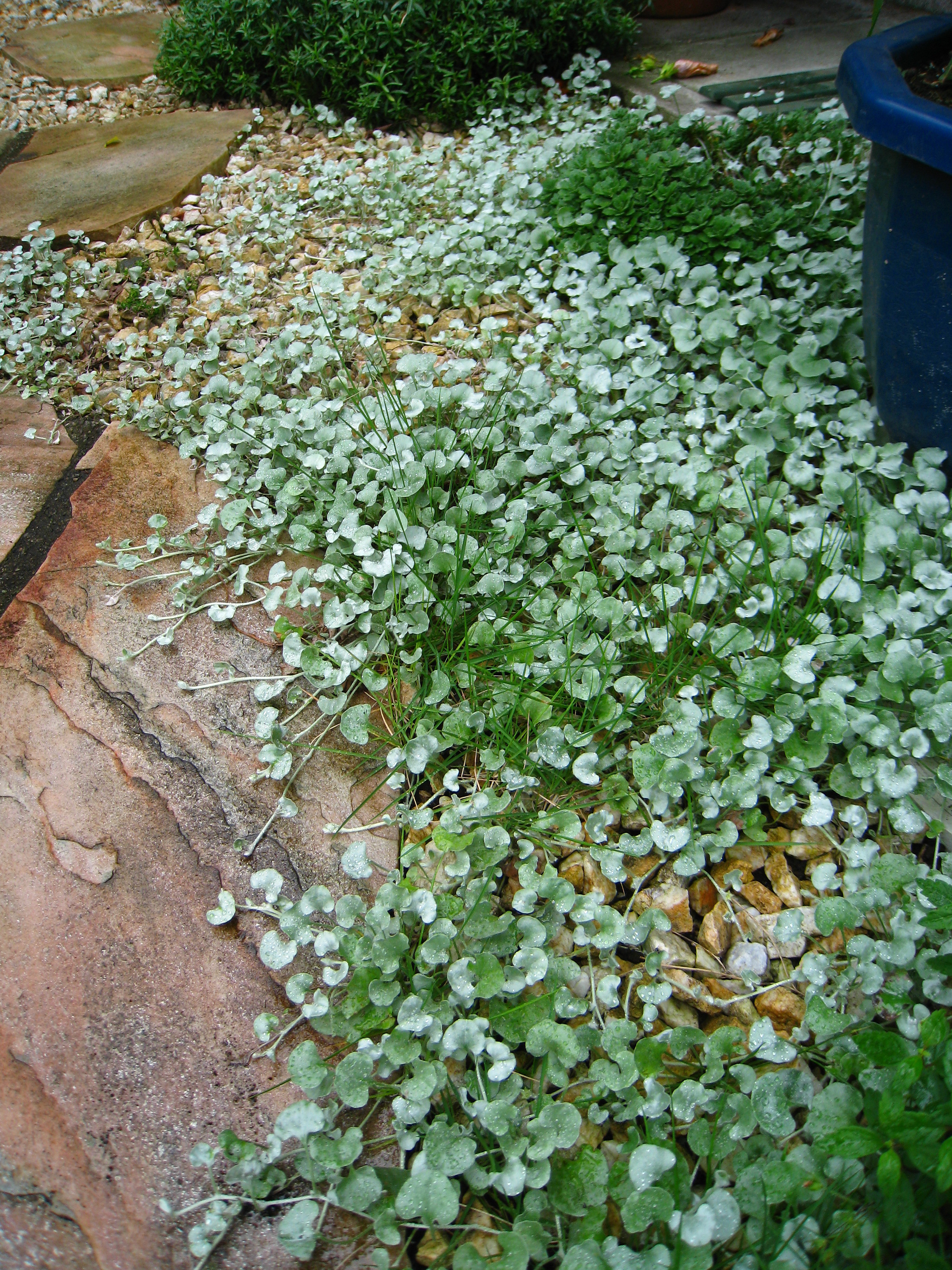 はびこる植物 俺のｂｌｏｇ