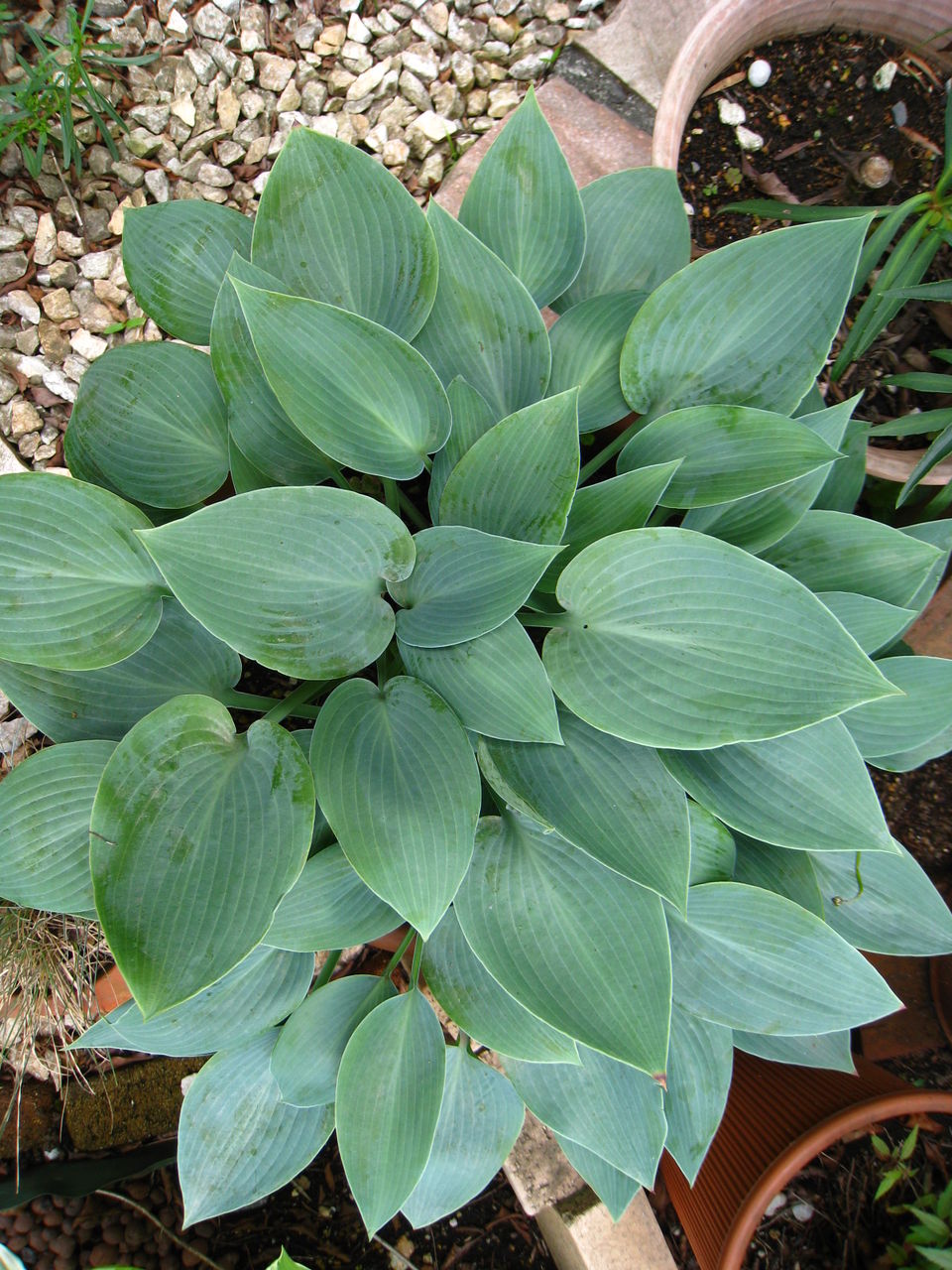 ホスタ ギボウシ 俺のblog ホスタ ギボウシ 俺のblog