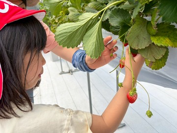 LINE_ALBUM_20260428いちご狩り_260505_141