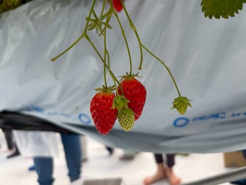 LINE_ALBUM_20260428いちご狩り_260505_140