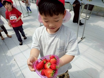 LINE_ALBUM_20260428いちご狩り_260505_253