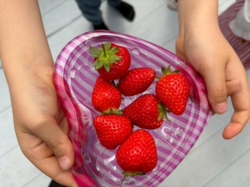 LINE_ALBUM_20260428いちご狩り_260505_161