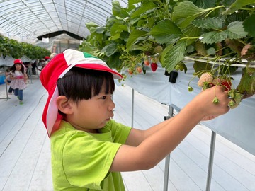 LINE_ALBUM_20260428いちご狩り_260505_146