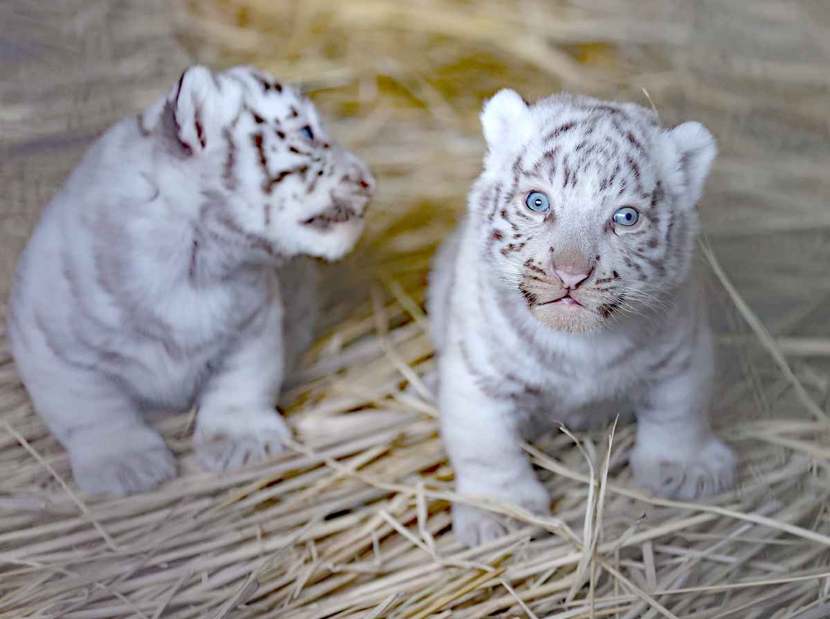 東武動物公園限定ホワイトタイガーキティ 2種 まとめ6個 ホワイトタイガーの赤ちゃん一般公開 東武動物公園で1/4から