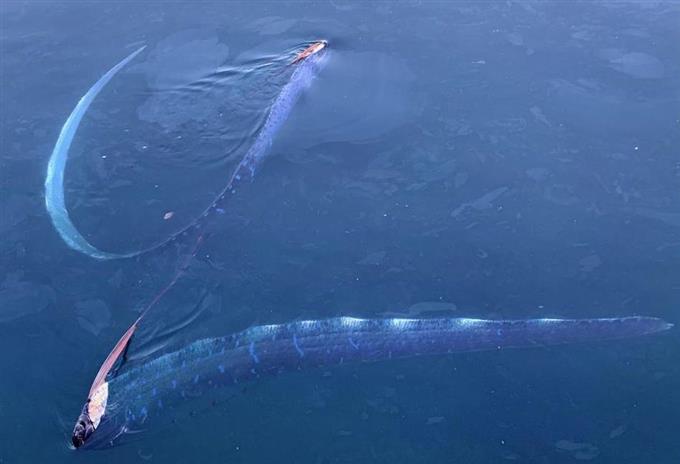 漁港にリュウグウノツカイ 福井 ペアで泳ぐ姿撮影 サイクリング ウォーキング 漁港にリュウグウノツカイ 福井 ペアで泳ぐ姿撮影 サイクリング ウォーキング