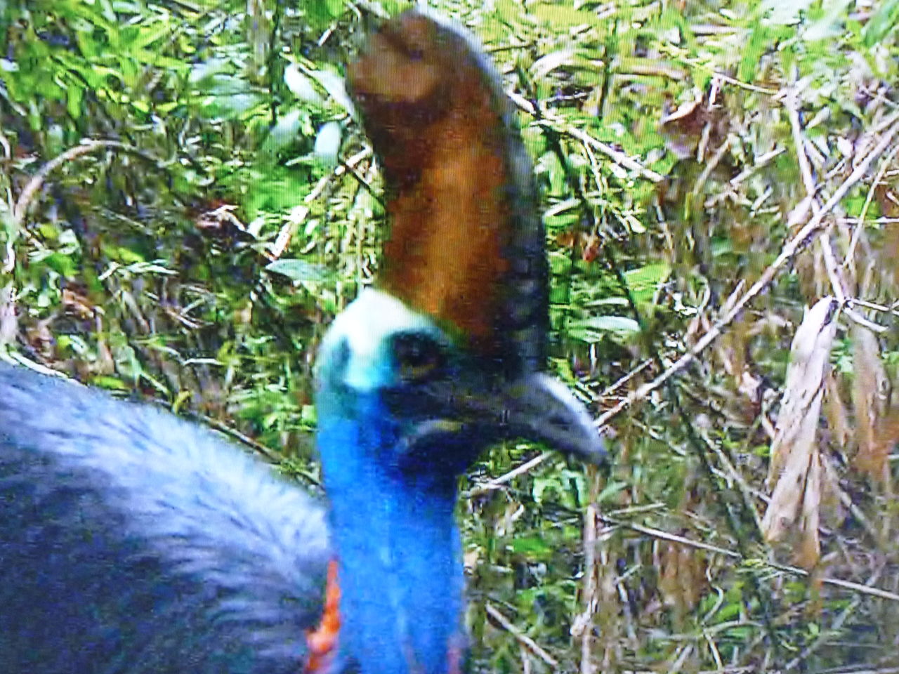 世界一危険 怪鳥ヒクイドリ サイクリング ウォーキング 世界一危険 怪鳥ヒクイドリ サイクリング ウォーキング