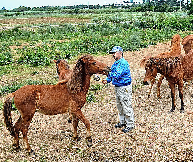 人なつこい宮古馬＝沖縄県宮古島市