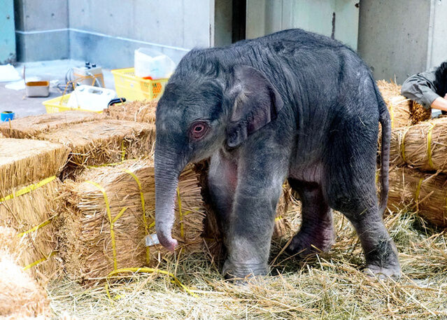 10月31日に上野動物園で生まれたｱｼﾞｱ象の赤ちゃん