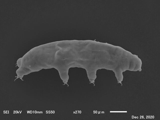 ①雪の中から見付かった体長0・3㍉程のｸﾏﾑｼ