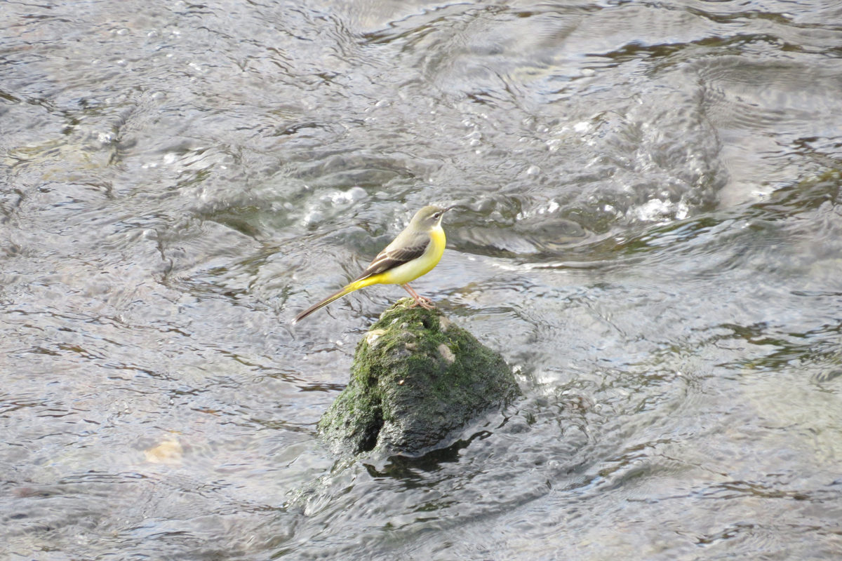 野鳥ウォッチング Vol In 緑区 キセキレイ サイクリング ウォーキング 野鳥ウォッチング Vol In 緑区 キセキレイ サイクリング ウォーキング