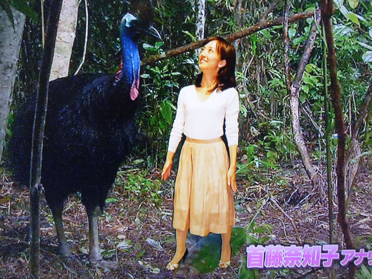 世界一危険 怪鳥ヒクイドリ サイクリング ウォーキング