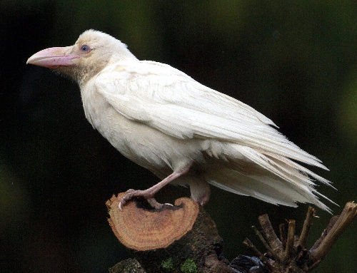 純白のカラス出現 突然変異か 島根 : サイクリング・ウォーキング