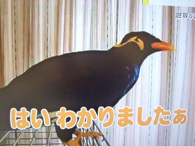 芸達者な鳥たち サイクリング ウォーキング