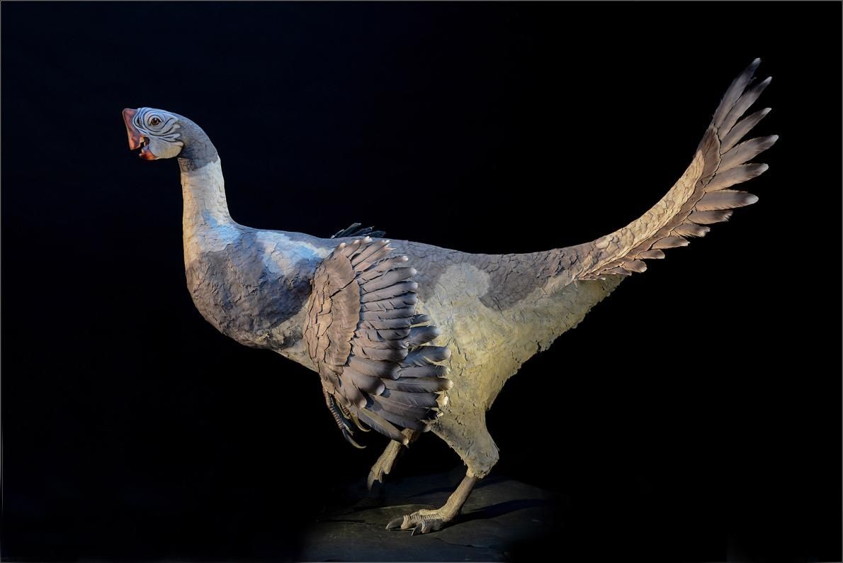 中国で新種の羽毛恐竜の化石 鳥類と同じ特徴 英科学誌