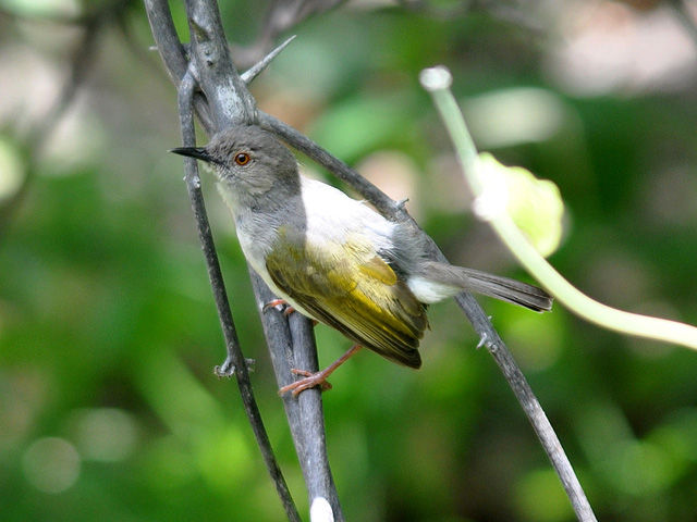 「慈悲心（じひしん）」と鳴く鳥がいるってホント!? その鳥の名前は… Oggi.jp