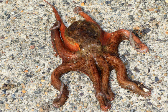 軟体動物ロボ 脚光 中央大 配管検査にミミズ型 サイクリング ウォーキング 軟体動物ロボ 脚光 中央大 配管検査にミミズ型 サイクリング ウォーキング