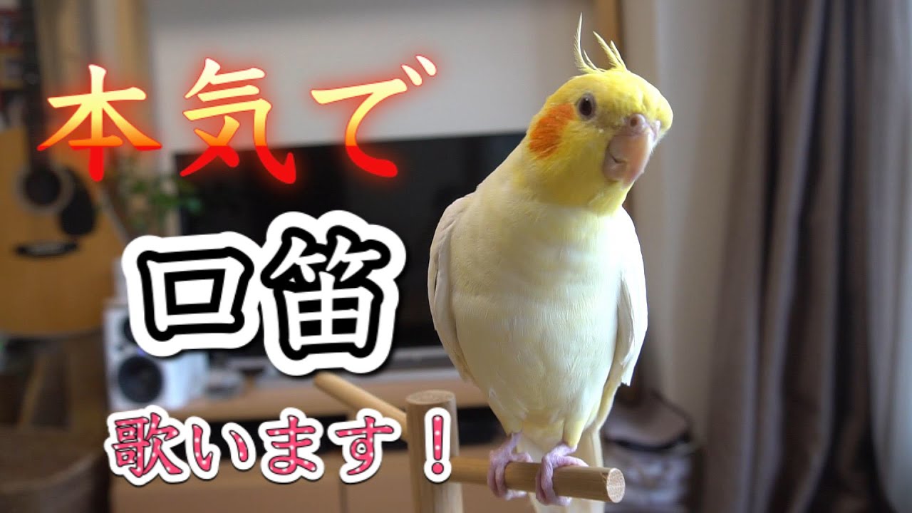 オカメインコがノリノリで口笛をふく 幸せなら手をたたこう サイクリング ウォーキング オカメインコがノリノリで口笛をふく 幸せなら手をたたこう サイクリング ウォーキング