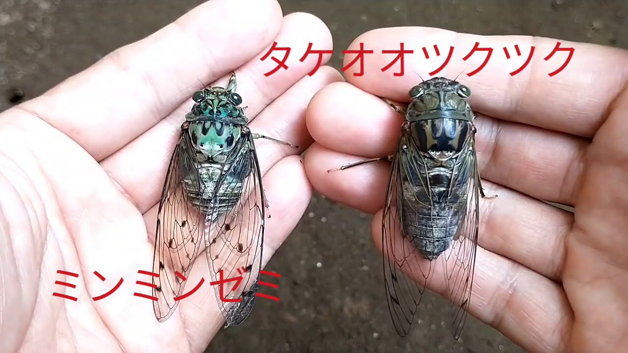 あのタケオオツクツクの秘密を「ダーウィンが来た！」が大調査