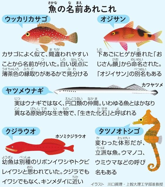 ののちゃんのDO科学）ウッカリカサゴって魚がいる？ : サイクリング 