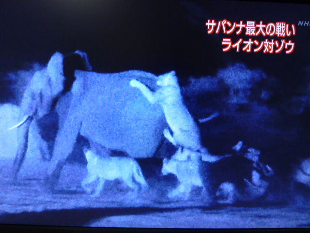 ゾウに挑む ライオン最強の秘密 サイクリング ウォーキング ゾウに挑む ライオン最強の秘密 サイクリング ウォーキング