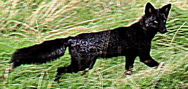 サイクリング・ウォーキング:化けた?黒いキツネ 北海道・鶴居
