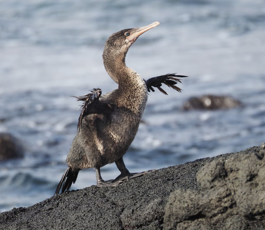 ガラパゴス諸島の生き物たち サイクリング ウォーキング