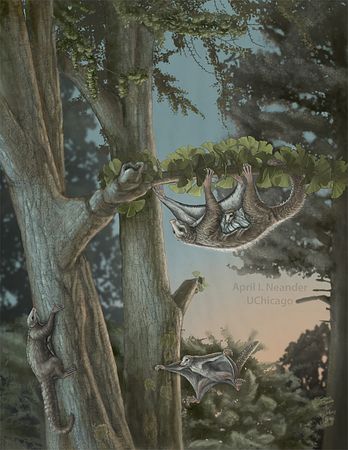 1億6000万年前に滑空＝初期哺乳類の化石発見－中国 : サイクリング