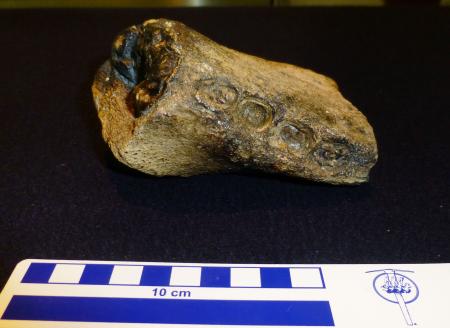 世界最大級のトドの化石を発見 千葉 市原で サイクリング ウォーキング