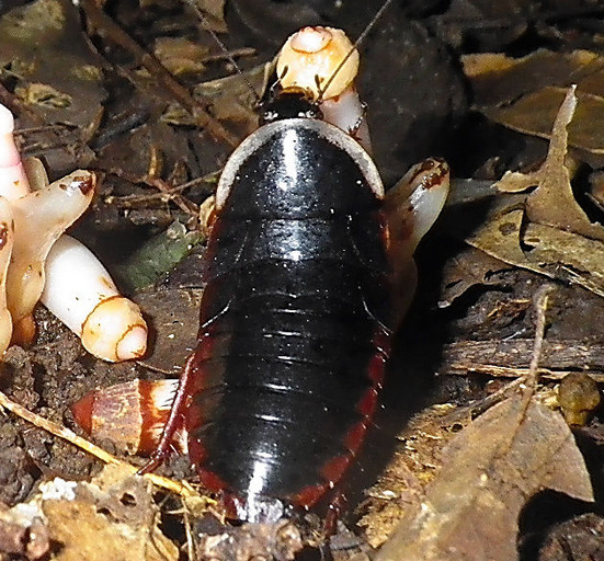サイクリング ウォーキング 動物 番組 記事