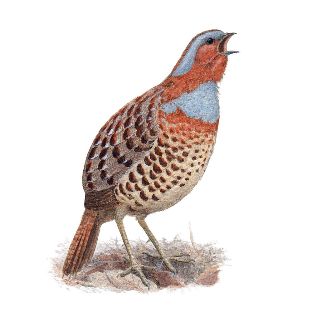 変わった鳴き声をする鳥たち みちょぱ と鳴く鳥 コジュケイ サイクリング ウォーキング 変わった鳴き声をする鳥たち みちょぱ と鳴く鳥 コジュケイ サイクリング ウォーキング